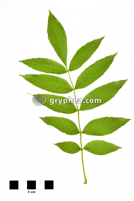 Frêne - feuille isolée sur fond blanc (Fraxinus excelsior)  - gryphea.com